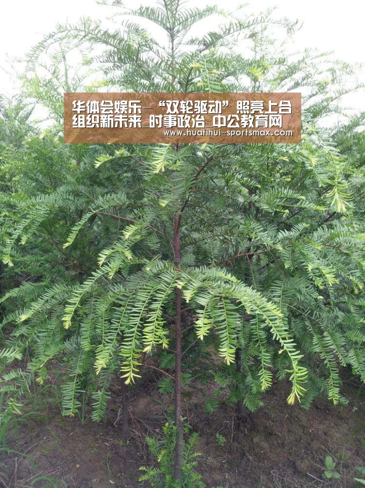 华体会娱乐-“双轮驱动”照亮上合组织新未来_时事政治_中公教育网(图4) 华体会娱乐APP